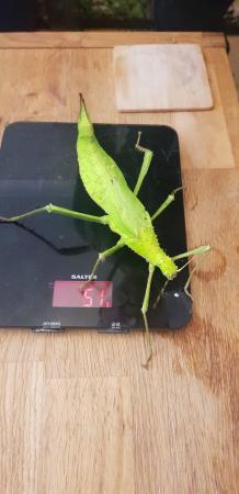 Image 1 of 6 Jungle nymph heteropteryx dilatata heaviest stick insects