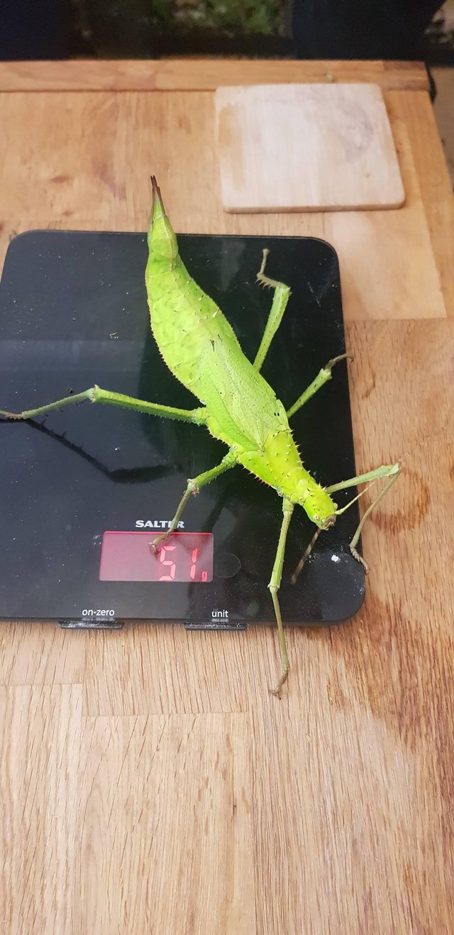 Preview of the first image of 6 Jungle nymph heteropteryx dilatata heaviest stick insects.