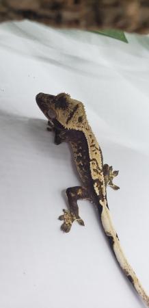 Image 1 of 3 Crested Gecko Group Sale
