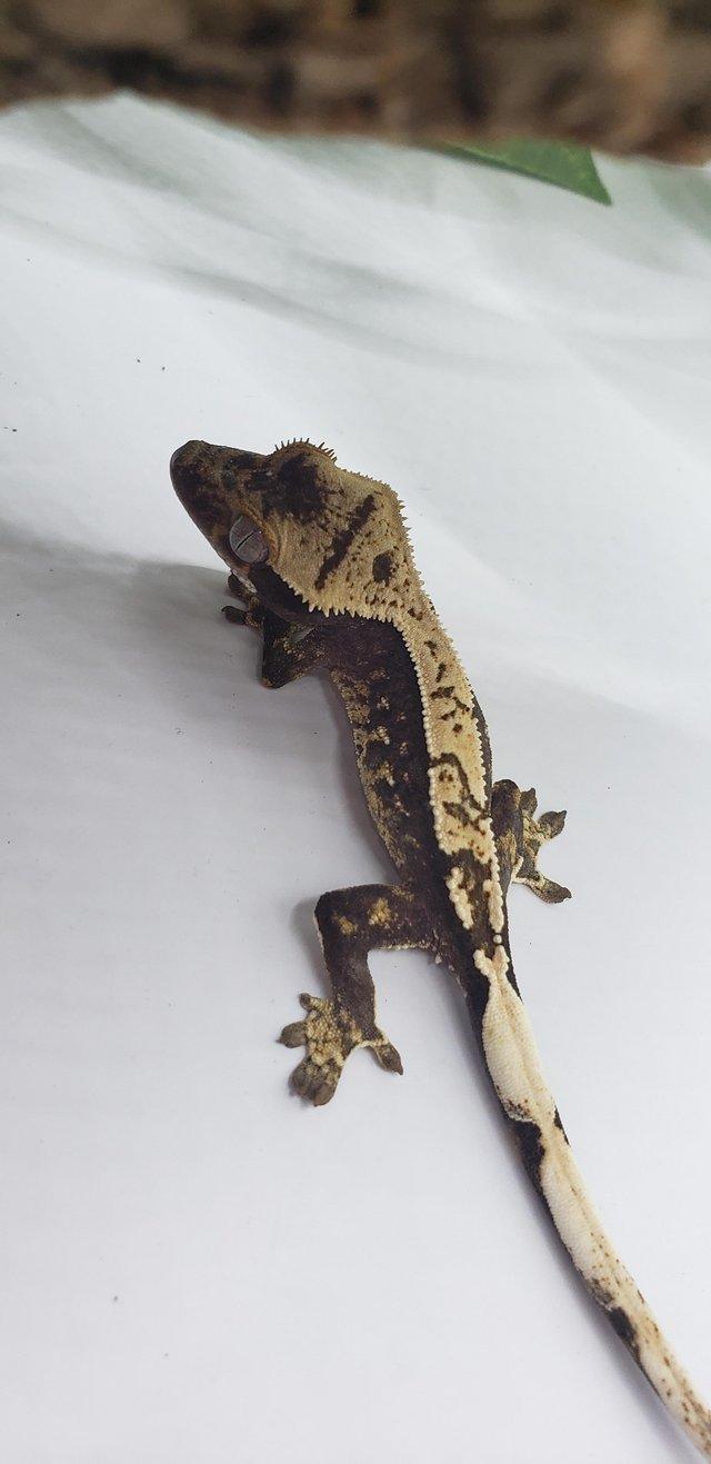 Preview of the first image of 3 Crested Gecko Group Sale.