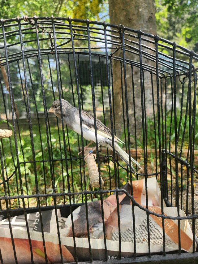 Scotch fancy canary hens