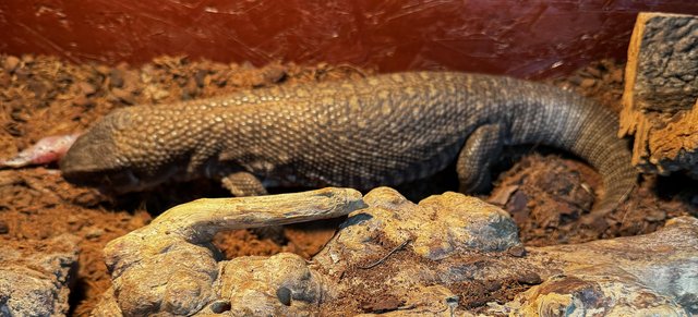Image 5 of For sale Bosc monitor lizard