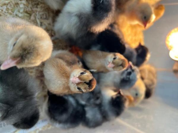 Image 3 of Easter chicks Day olds - marans, sussex buffs,cream legbars