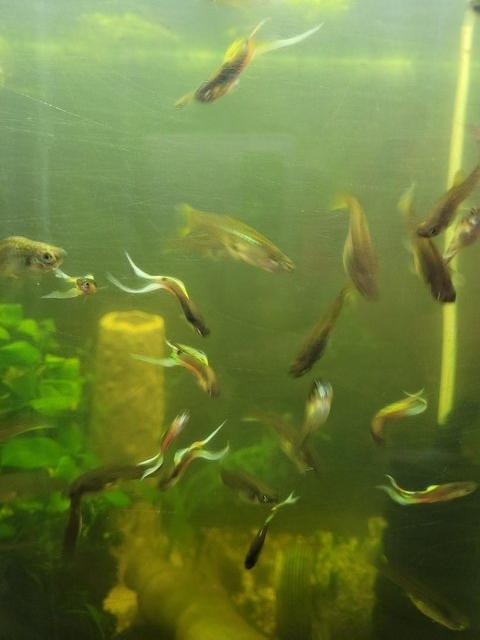 Preview of the first image of tropical fish and shrimps, guppies, snails.