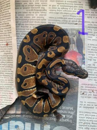 Image 2 of Royal python captive bred feeding on defrost