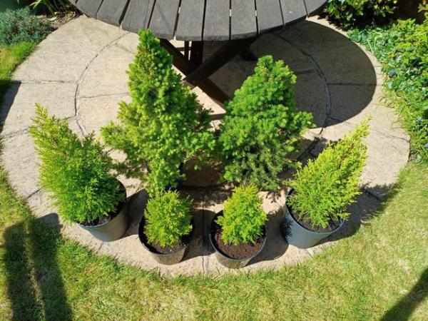 Image 3 of 6 x Conifer Trees in Pots - Various Sizes (see Description)