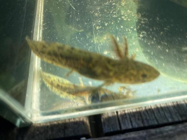Image 3 of Axolotls for sale adults & young