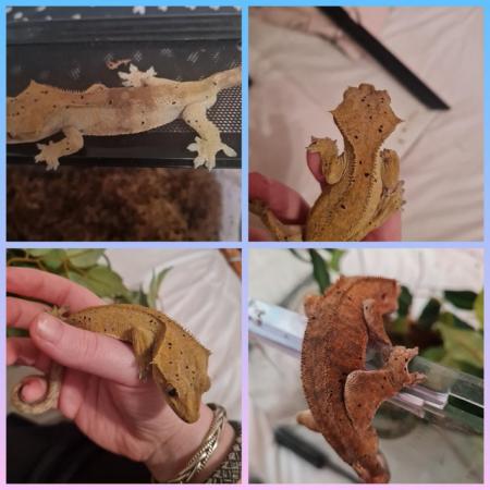 Image 5 of CRESTED GECKO....................