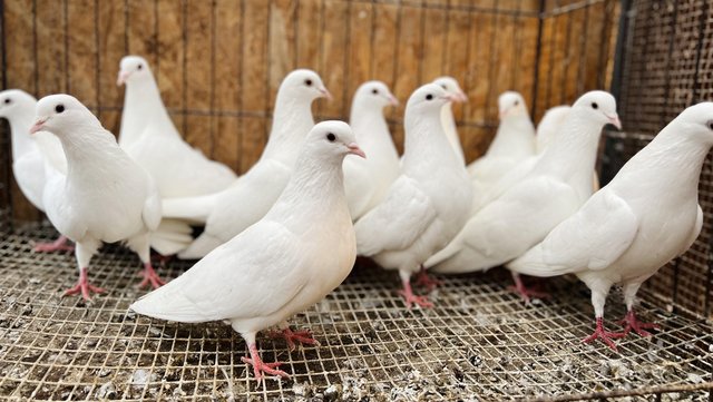 Image 3 of PURE WHITE GARDEN DOVES FOR SALE