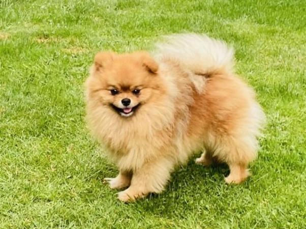 Image 7 of Pomeranian puppies for sale