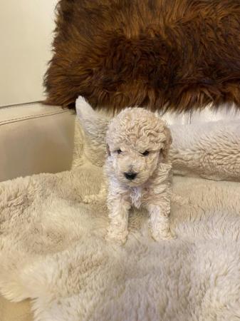 Image 7 of **Ready now ** Reduced **Beautiful apricot mini toy poodles