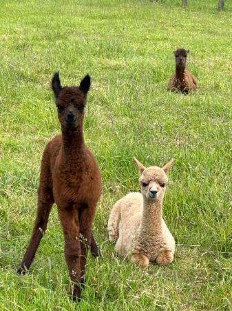 Image 7 of Alpaca Weanlings for sale males & females.All reduced price