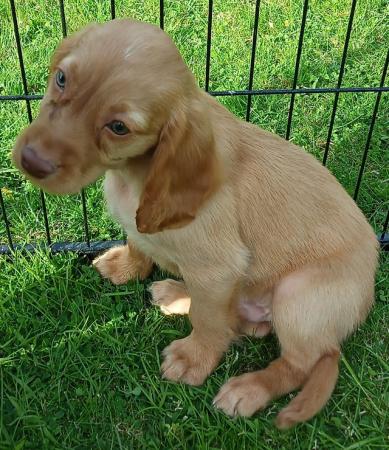 Image 10 of READY NOW KC WORKING COCKER SPANEL PUPPIES FOR SALE