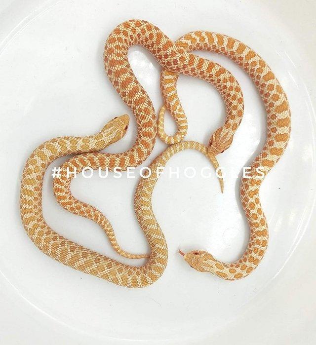 Preview of the first image of CB2023 Albino Hognose Snakes (Male).