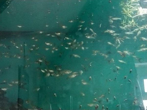 Image 3 of Guppy males and females for sale
