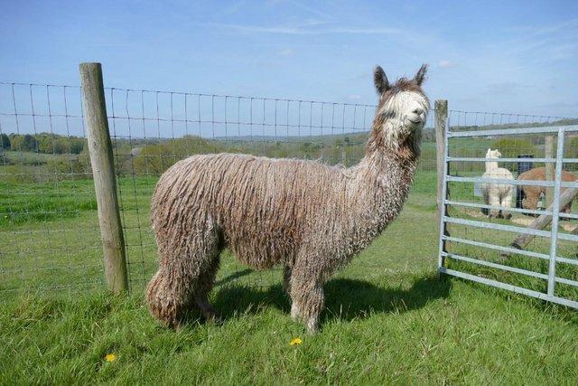 Image 3 of SOLD Alpaca - a stunning, rare rose grey breeding male SOLD