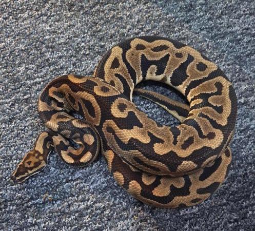 Image 3 of Royal python collection - REDUCED PRICES