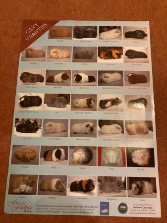 Image 3 of Fur and Feather poster showing 34 Cavy/Guinea Pig varieties