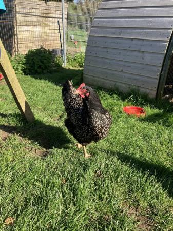 Image 2 of Silver laced LF Barnevelder hatching eggs £2.50 each