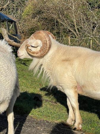Image 1 of Wiltshire Horm ram, 3 years old