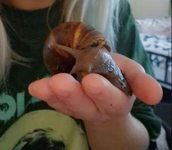 Image 2 of 5 GIANT AFRICAN LAND SNAILS