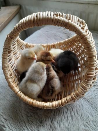 Image 3 of Day old Pekin Bantam chicks