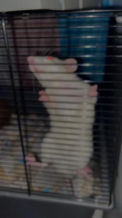 Image 2 of 2 male rats for sale with enclosure