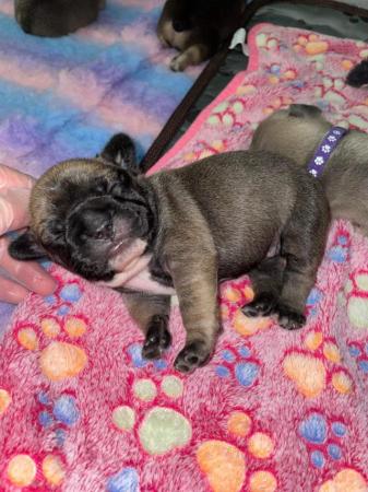 Image 8 of Five adorable french bulldog puppies