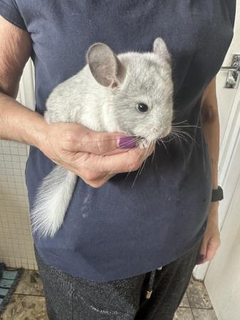 Image 1 of Beautiful Chinchillas for Sale