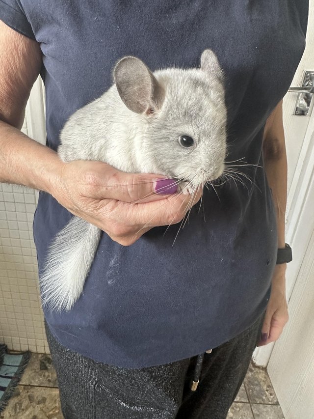 Preview of the first image of Beautiful Chinchillas for Sale.