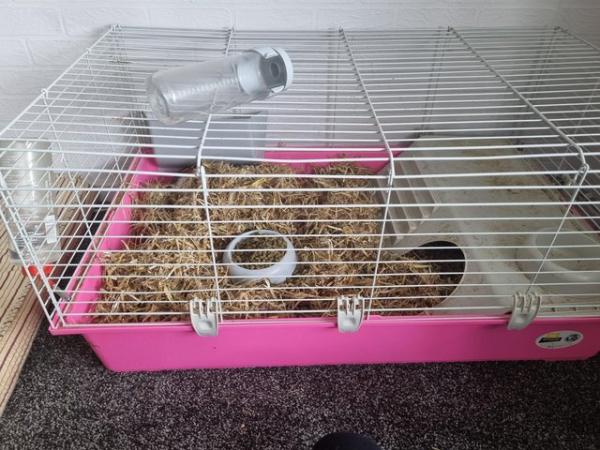 Image 2 of 2 bonded male guinea pigs 1 year old free