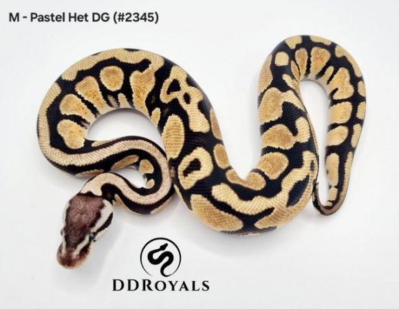Image 11 of Royal Pythons: Pieds, Desert Ghosts. ADULTS AND HATCHLINGS