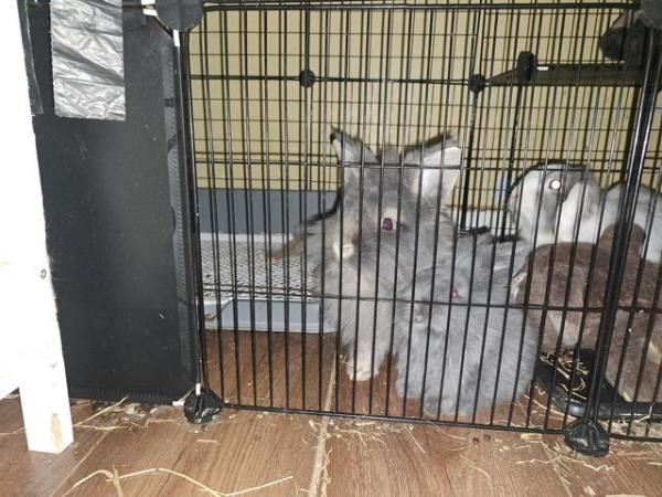 Image 3 of Rabbits for sale mum dad and babies