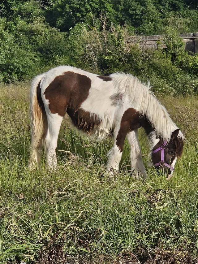 Preview of the first image of Summers meadow surprise sept2023 traditional cob filly.