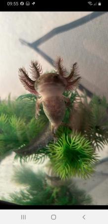 Image 2 of Axolotl for sale Four months old