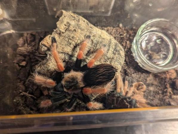 Image 2 of Tarantula Collection for Sale