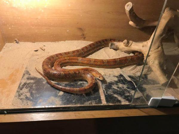 Image 12 of 3 corn snakes want forever home