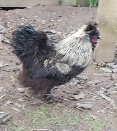 Image 5 of Excellent Quality, Gorgeous Silkie Cockerels.