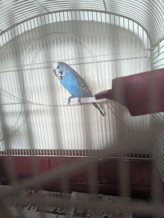 Image 2 of 10 month old male budgie for sale
