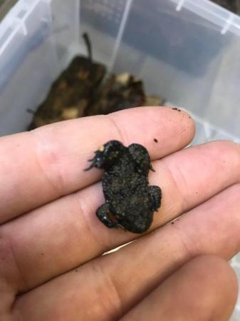 Image 3 of Yellow bellied toads for sale