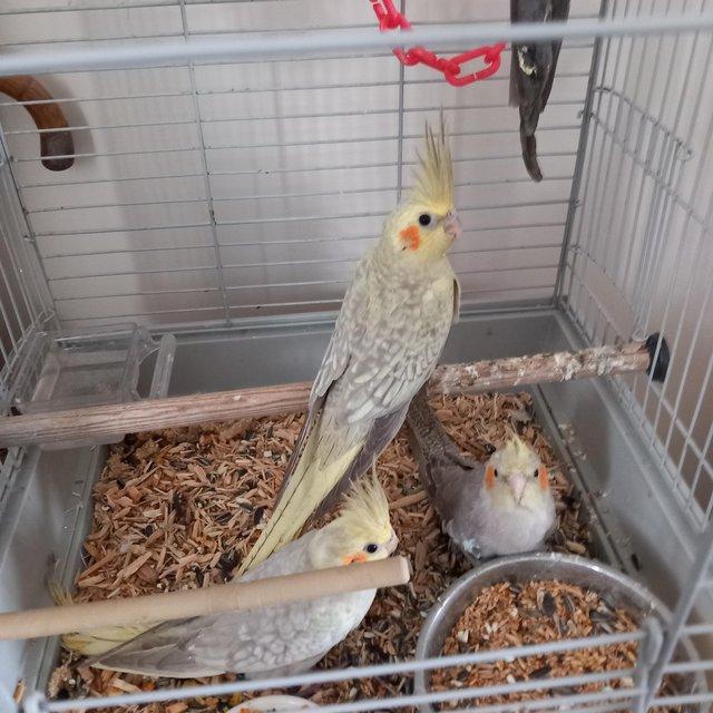 Preview of the first image of 12wk old cockatiels beautiful birds.
