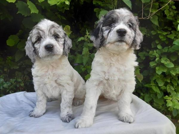 Image 1 of Cockapoo Puppies F1 Health Tested