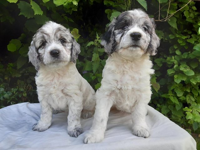 Preview of the first image of Cockapoo Puppies F1 Health Tested.