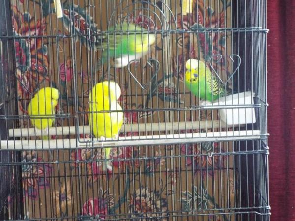 Image 5 of Four Budgies For Sale including Cage etc