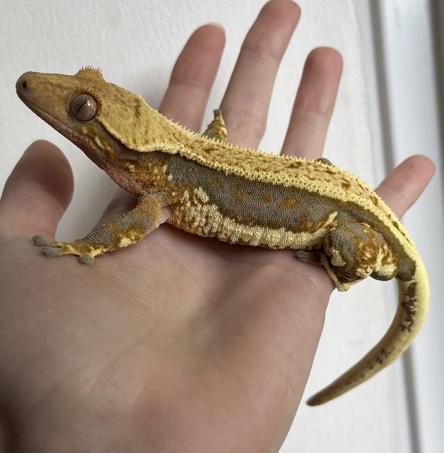 Preview of the first image of Friendly Hypo Lily White Crested Gecko for Sale.