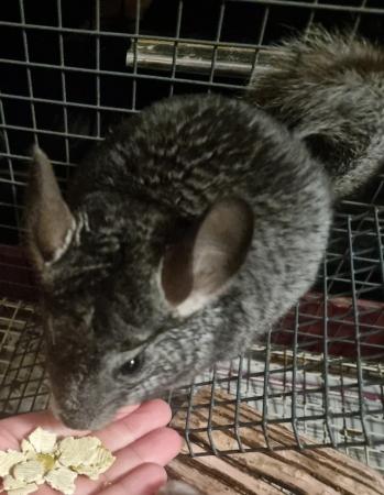 Image 1 of 2 male chinchilla kits. Ready for their forever home.