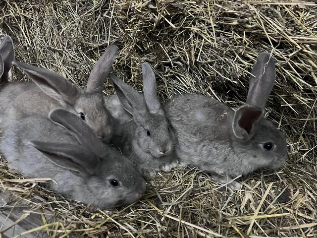 Preview of the first image of Continental Giant Rabbits.