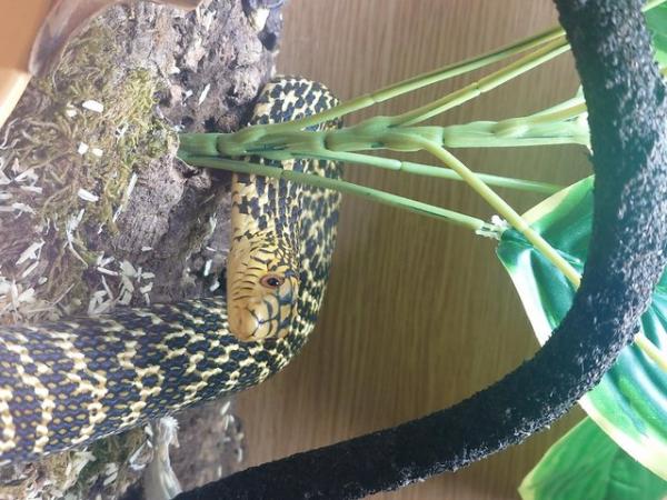 Image 2 of King Rat Snake - Elaphe carinata - Confirmed Male - no setup