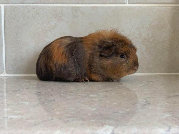 Image 3 of Baby Guinea pigs, short and long coated