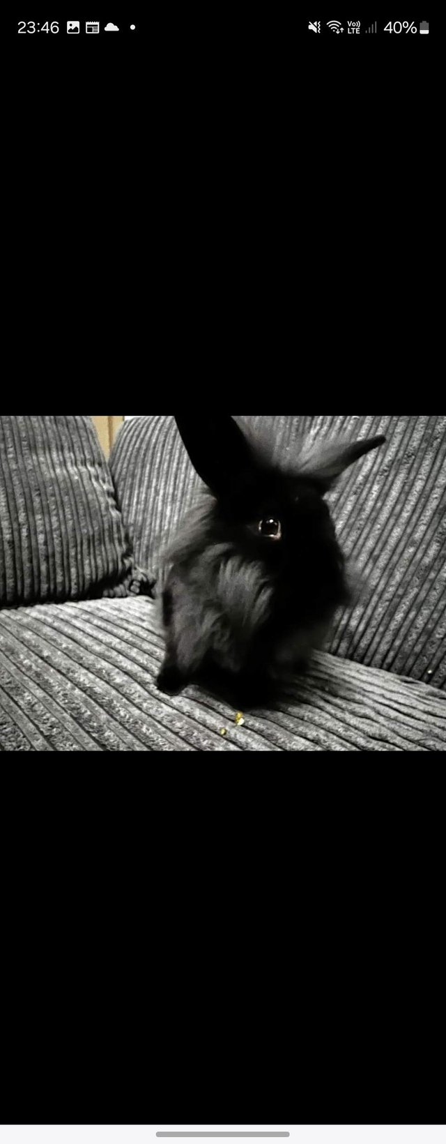 Preview of the first image of Male Black and grey lion head rabbit 6 months old with hutch.
